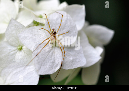 Ragno sul fiore bianco Foto Stock