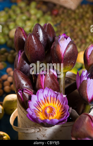 India, Manipur, Imphal, Khwairamband Bazaar, donne del mercato di fiori di loto in vendita Foto Stock