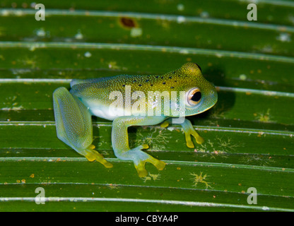 Smeraldo rana di vetro (Centrolene prosoblepon), Manuel Antonio, Costa Rica Foto Stock