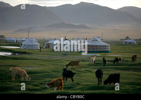 Capre e yurta su un campo verde in Mongolia Foto Stock