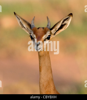 Ritratto di un giovane maschio Gerenuk Litocranius walleri nel Parco Nazionale Tsavo Kenya meridionale che mostra le corna e il coniglio come le orecchie Foto Stock