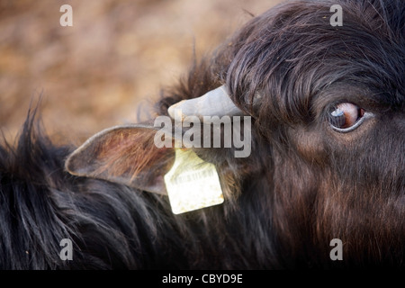 Dettaglio di un occhio di bufalo in una fattoria in Romania Foto Stock