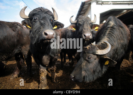 Alcuni bufali in una fattoria in Romania Foto Stock