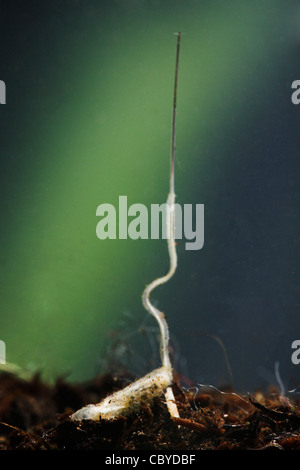 Rat-tailed verme / Hoverfly larva (Eristalis tenax) Foto Stock