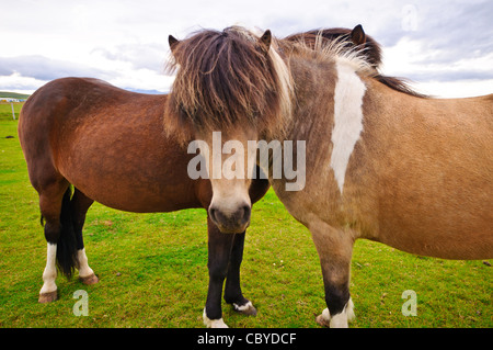 Cavalli islandesi. Foto Stock