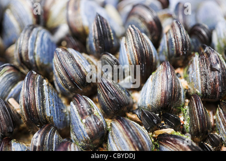 Comune o Cozza blu (Mytilus edulis) Cornwall, Regno Unito Foto Stock