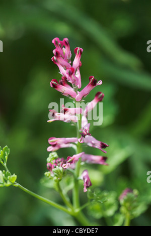 Fitta a fiore fumaria (Fumaria densiflora) nel settore dei seminativi. Sussex, Regno Unito. Foto Stock