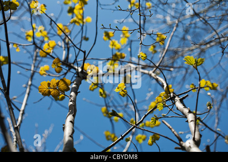 Sicomoro (Acer pseudoplatanus) nella primavera del Sussex, Regno Unito Foto Stock