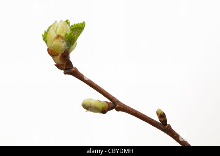 Inglese Elm emergenti in foglia dal germoglio in primavera (Ulmus procera) su sfondo bianco Sussex, Regno Unito Foto Stock