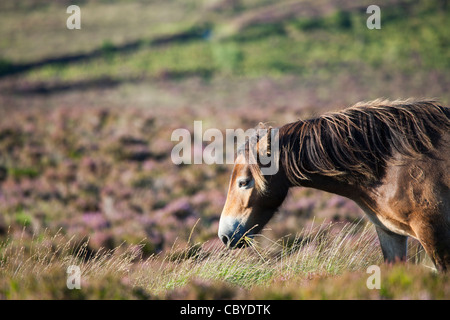 Exmoor Pony Dunkery e boschi di Horner NNR, Somerset, Regno Unito Foto Stock