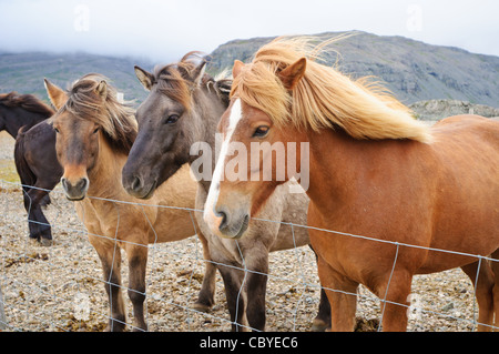 Cavalli guardando dritto. Lungo la costa sud dell'Islanda. Foto Stock