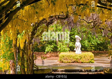 Il Maggiociondolo Arch, Ness Giardini Botanici, Ness, Wirral, Merseyside England, Regno Unito Foto Stock