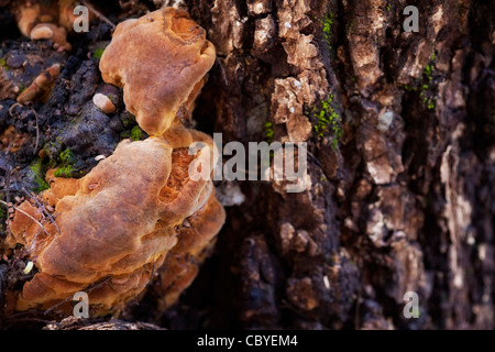 Fungo funghi che crescono sul tronco di albero. Foto Stock