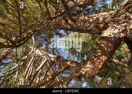 Un alto il vecchio albero sempreverde raggiunge in alto l'aria su Gabriola Island Foto Stock