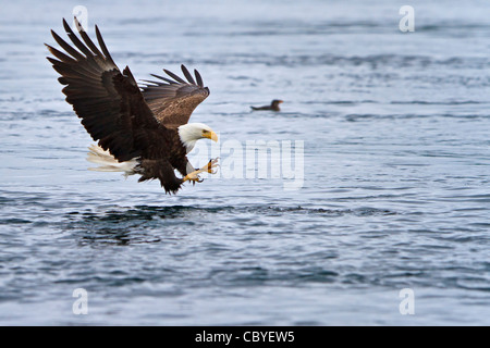 Adulto aquila calva (nome scientifico: Haliaeetus leucocephalus) la pesca con ampie ali aperte secondo diviso in allontanamento per catturare un pesce Foto Stock