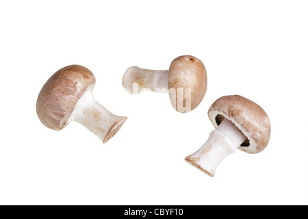 I funghi di coltivazione (Agaricus Bisporus) Foto Stock