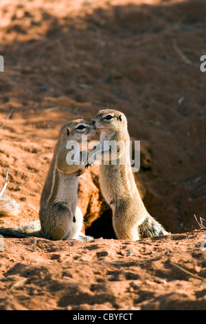 Massa del capo scoiattoli - Wolwedans - NamibRand Riserva Naturale - Regione di Hardap, Namibia, Africa Foto Stock