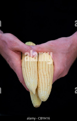 Man mano che regge le pannocchie di granturco dolce. Sulla pannocchia di mais. Il mais. India Foto Stock