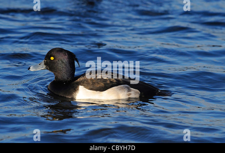 Maschio adulto Moretta Aythya fuligula nuoto su un lago aperto. Foto Stock