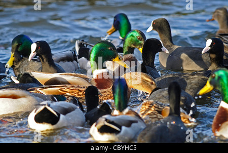 Maschio e femmina anatre germani reali e folaghe nuotare in un gruppo su un lago in cerca di cibo. Foto Stock