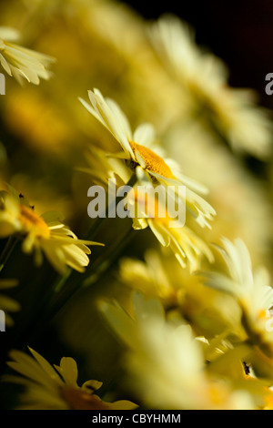 Fiori di Anthemis Tinctoria "E. C . Buxton', nome comune Golden Marguerite, in una giornata di sole Foto Stock