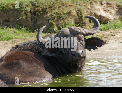 Waterside scenario con una bufala africani in Uganda (Africa) prendere un bagno Foto Stock