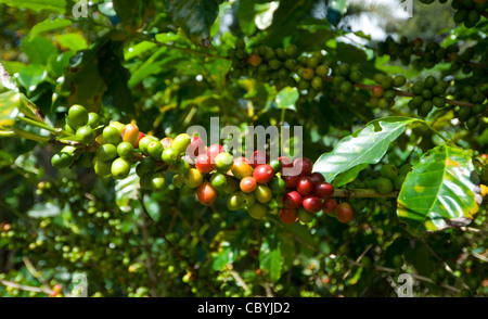 La Coffea Arabica Coffee Beans Hotel Bougainvillea San Jose Costa Rica Foto Stock