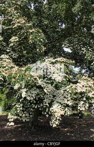 Cornus kousa var. chinensis è una fioritura estiva specie di albero di corniolo con petali di colore bianco-come brattee. Foto Stock