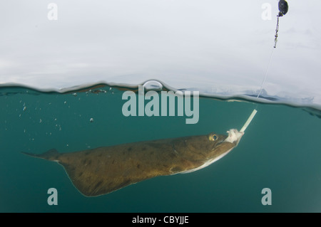Arrowtooth passera pianuzza, Atheresthes stomias, di essere catturati durante la pesca in Alaska Foto Stock