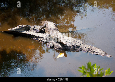 Coccodrillo americano, Crocodylus acutus, Zihuatanejo Messico Foto Stock