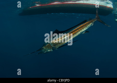 Sailfish, Istiophorus platypterus, essendo rilasciato durante un gioco grande di pesca Foto Stock