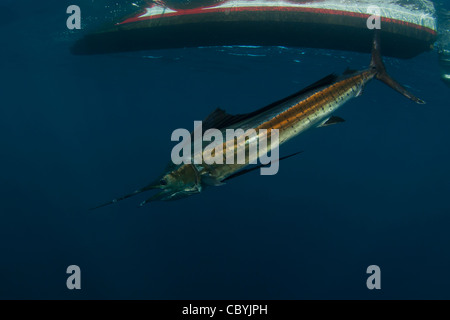 Sailfish, Istiophorus platypterus, essendo rilasciato durante un gioco grande di pesca Foto Stock