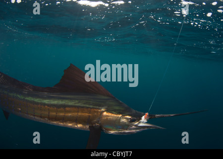 Sailfish, Istiophorus platypterus, essendo rilasciato durante un gioco grande di pesca Foto Stock