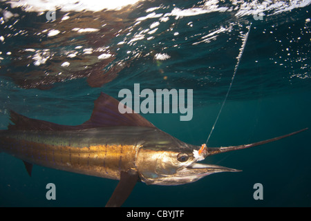 Sailfish, Istiophorus platypterus, essendo rilasciato durante un gioco grande di pesca Foto Stock