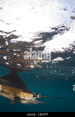 Sailfish, Istiophorus platypterus, essendo rilasciato durante un gioco grande di pesca Foto Stock