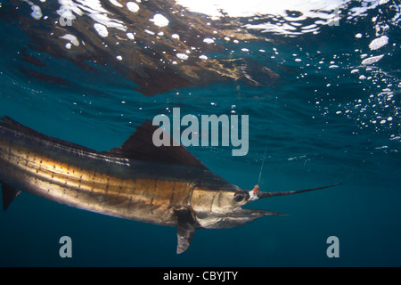 Sailfish, Istiophorus platypterus, essendo rilasciato durante un gioco grande di pesca Foto Stock