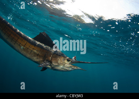 Sailfish, Istiophorus platypterus, essendo rilasciato durante un gioco grande di pesca Foto Stock