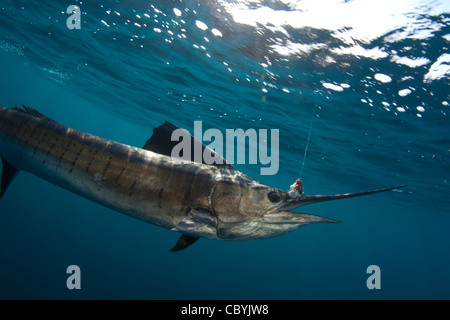 Sailfish, Istiophorus platypterus, essendo rilasciato durante un gioco grande di pesca Foto Stock