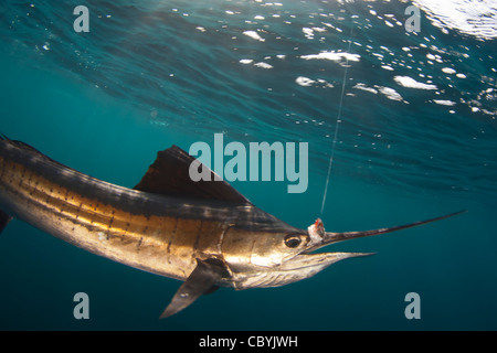 Sailfish, Istiophorus platypterus, essendo rilasciato durante un gioco grande di pesca Foto Stock