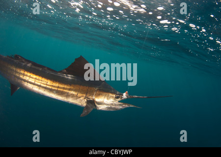 Sailfish, Istiophorus platypterus, essendo rilasciato durante un gioco grande di pesca Foto Stock