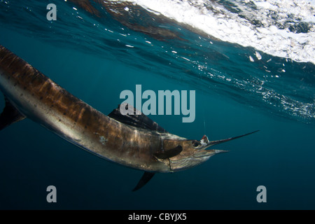 Sailfish, Istiophorus platypterus, essendo rilasciato durante un gioco grande di pesca Foto Stock