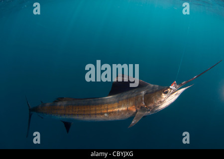 Sailfish, Istiophorus platypterus, essendo rilasciato durante un gioco grande di pesca Foto Stock