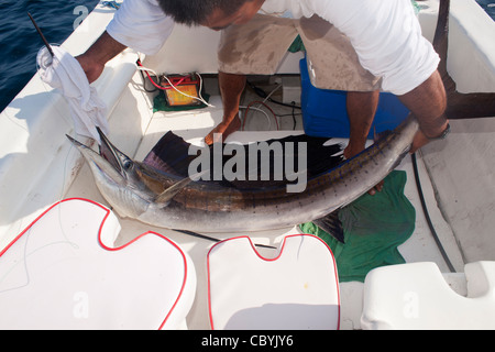 Sailfish, Istiophorus platypterus, essendo rilasciato durante un gioco grande di pesca Foto Stock