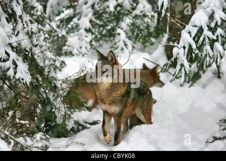 Due i coyote Orientale, Canis latrans, in Nova Scotia Foto Stock