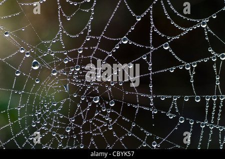 Gocce di rugiada di acqua su spider web Foto Stock