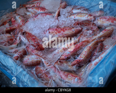 RED SNAPPER ICE SPAGNA pescato scaricate a Cala Figuera porto di pesca Mallorca Spagna Spain Foto Stock