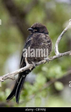 Forcella-tailed Drongo - Mushara Outpost - vicino a Parco Nazionale Etosha, Namibia, Africa Foto Stock