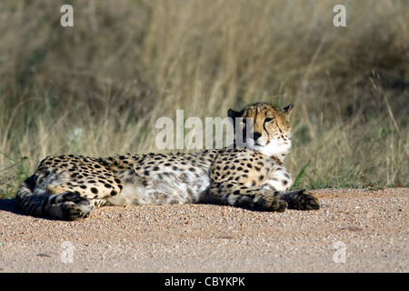Cheetah - Fondazione Africat - l'Okonjima Riserva Naturale - nei pressi di Otjiwarongo, Namibia, Africa Foto Stock