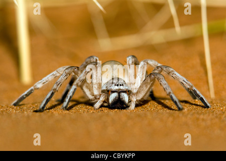 Dancing White Lady Spider - Wolwedans - NamibRand Riserva Naturale - Regione di Hardap, Namibia, Africa Foto Stock