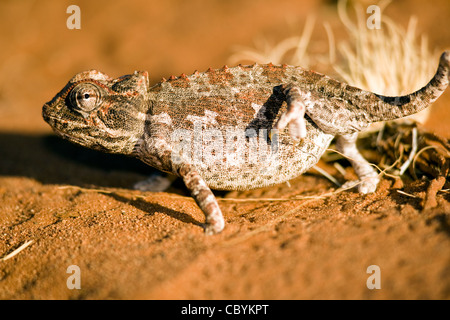 Namaqua Chameleon - Wolwedans - NamibRand Riserva Naturale - Regione di Hardap, Namibia, Africa Foto Stock